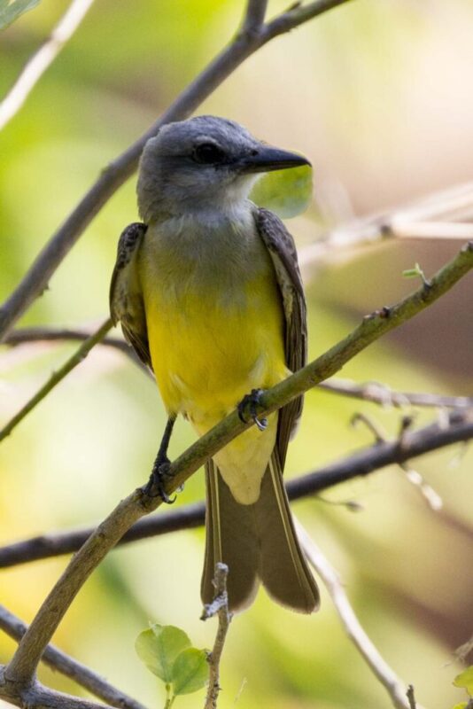 Gray-headed Tanager