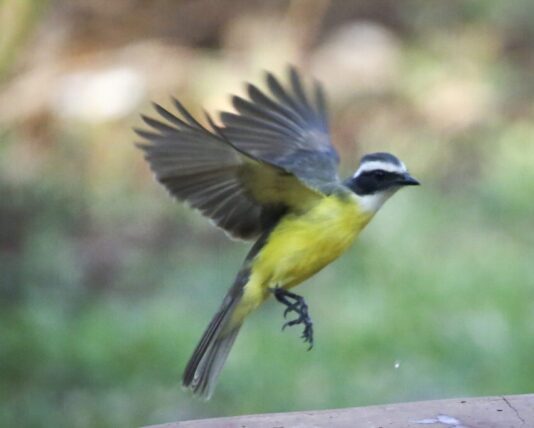 Social Flycatcher