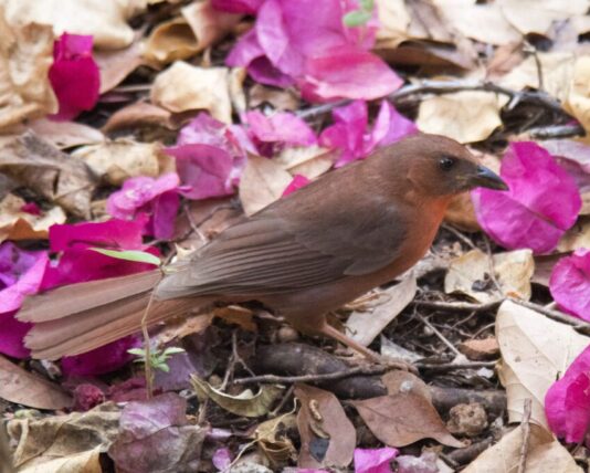 Red-Crowned Ant Tanager