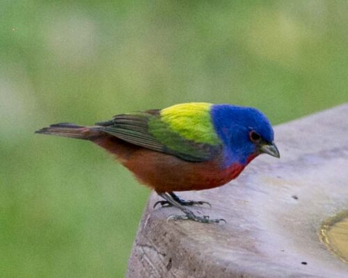 Birds17-3-30_01