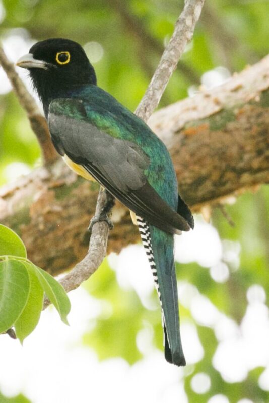 Violaceous Trogon