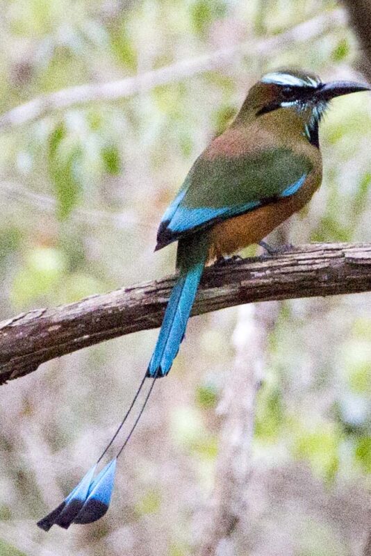 Turquoise-browed Motmot