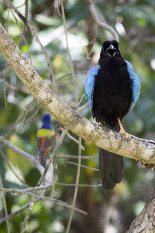 Painted Bunting & Yucatan Jay