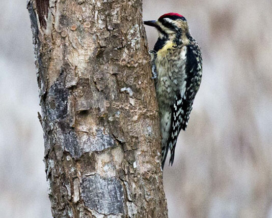 Ladder-backed Woodpecker