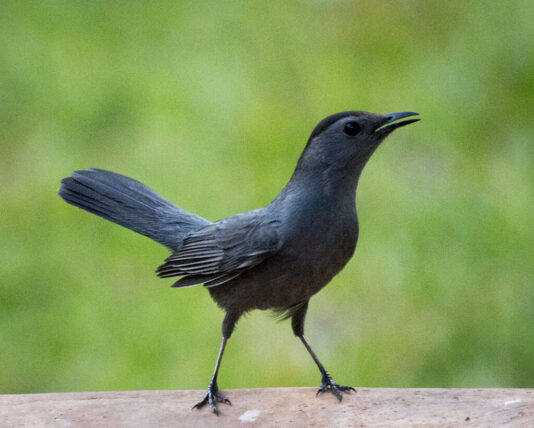 Catbird