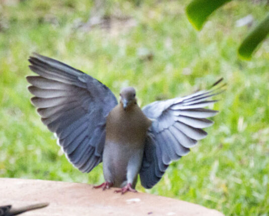 White-winged Dove