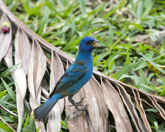 Blue Bunting